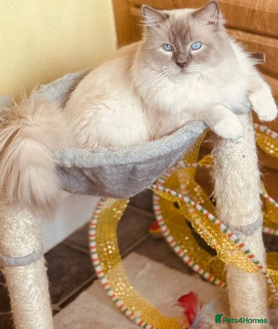 Ragdoll cats for sale: Retired GCCF Lilac Point Ragdoll Male - Advert 2