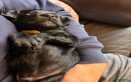 Mixed Breed dogs for sale: One off litter of Spangold Retrievers  - Image 6