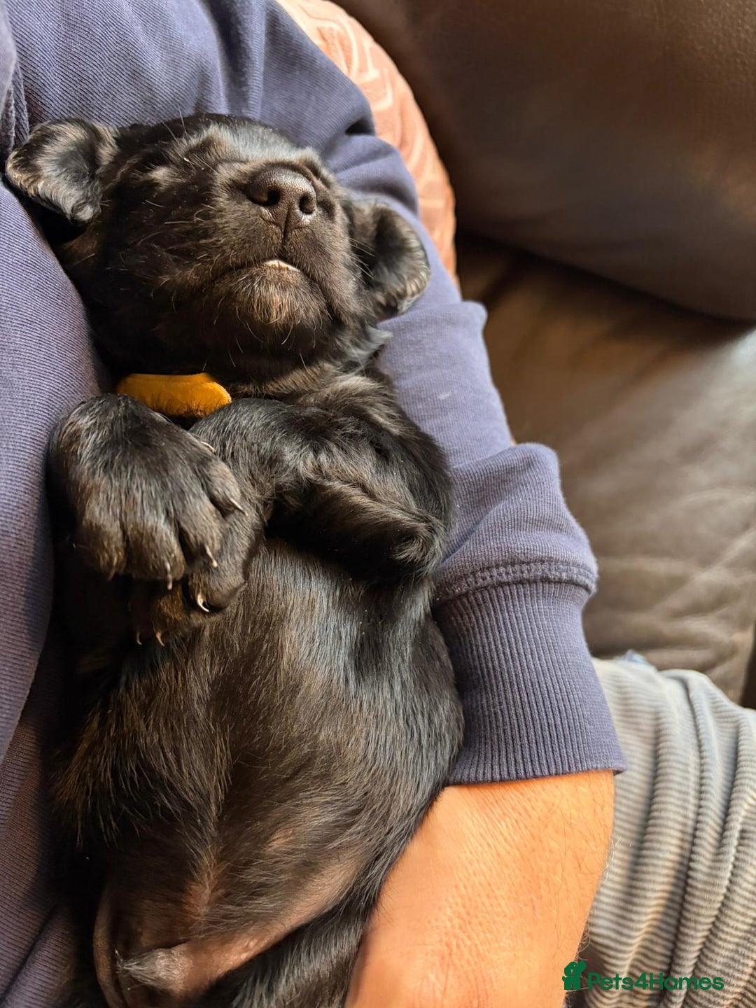 Mixed Breed dogs for sale: One off litter of Spangold Retrievers  - Image 6