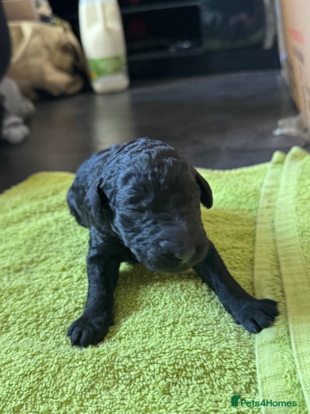 Standard Poodle dogs for sale: Wonderful standard poodle pup’s - Advert 5