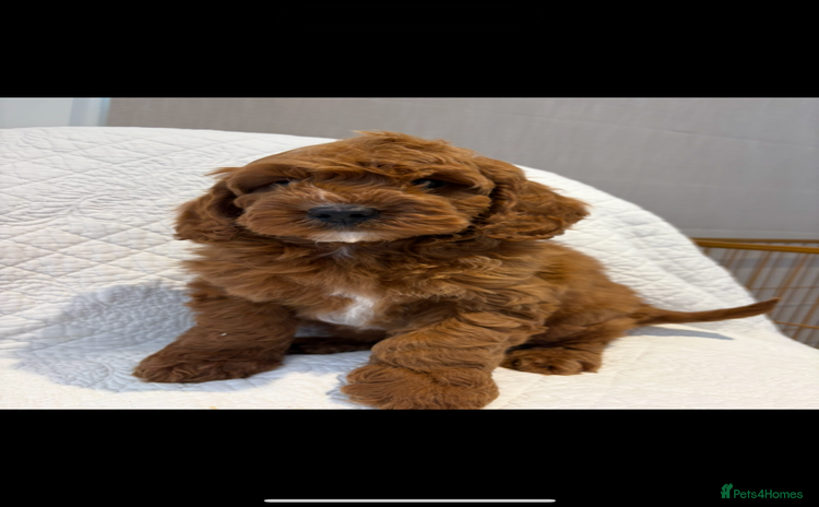 Cockapoo dogs - Advert 8