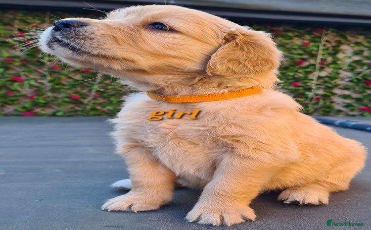 Golden Retriever dogs - Advert 6