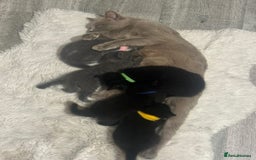 British Shorthair cats for sale: British short hair mixed kittens - Advert 15