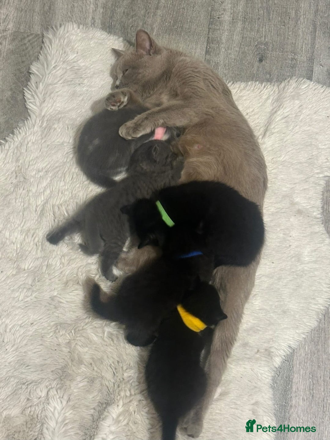 British Shorthair cats for sale: British short hair mixed kittens - Advert 15