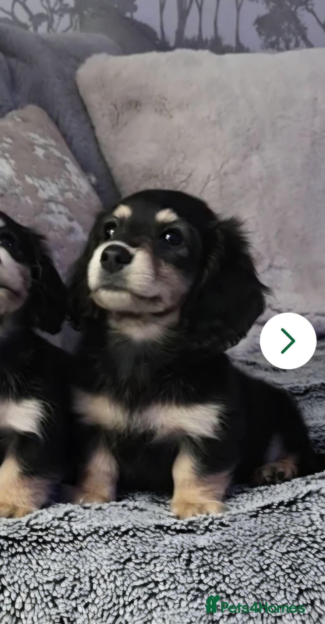Miniature Dachshund dogs  Cream Miniature long-haired Dachshund  - Advert 3