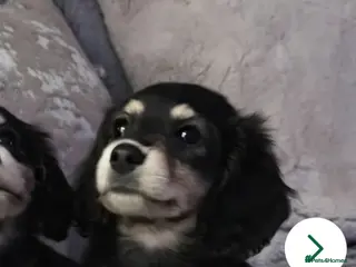 Miniature Dachshund dogs Cream Miniature long-haired Dachshund - Advert 3