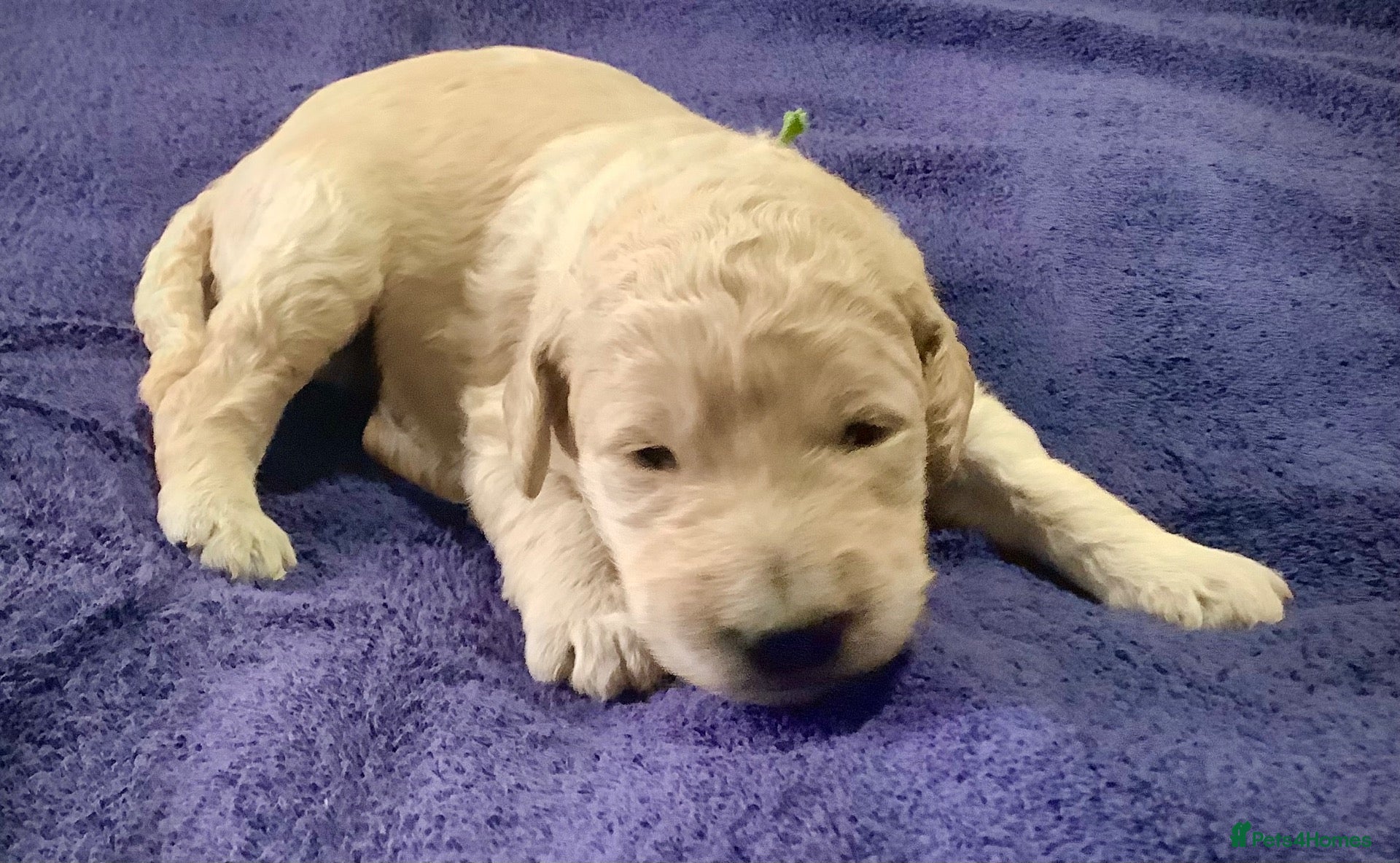 Standard Poodle dogs KC Standard Poodle Puppies - Advert 13
