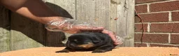 Rottweiler dogs for sale: Top quality kc reg Rottweiler pups german/serbian - Advert 13