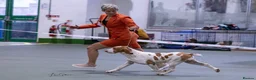 Bracco Italiano dogs for sale: ⭐️⭐️TOP BREEDER 2021,22,23,24,25⭐️⭐️ - Advert 3