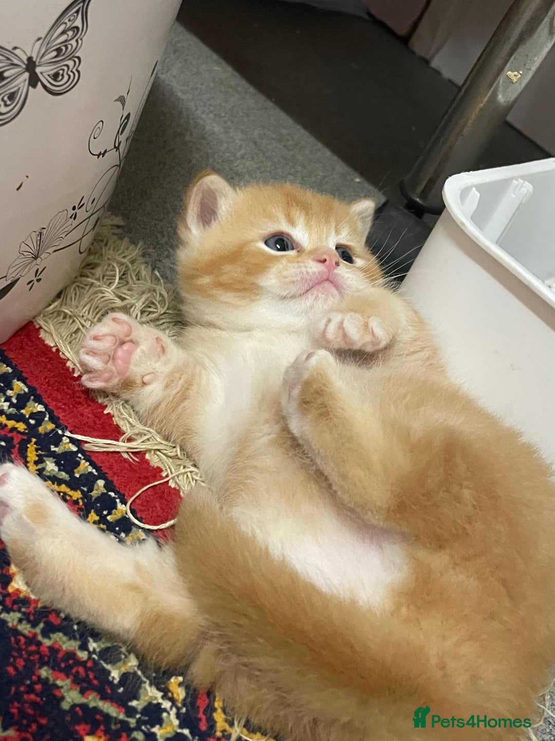 British Shorthair cats for sale: Adorable golden kittens - Advert 6