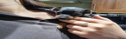 Miniature Pinscher dogs for sale: Miniature pinscher pups - Advert 2