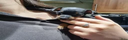 Miniature Pinscher dogs for sale: Miniature pinscher pups - Advert 9