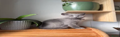 British Shorthair Kitten 2 black