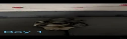 Miniature Dachshund dogs for sale: Long haired miniature dachshund puppies  - Advert 7