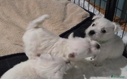 West Highland Terrier dogs for sale: Gorgeous pedigree westies, excellent bloodlines - Image 23