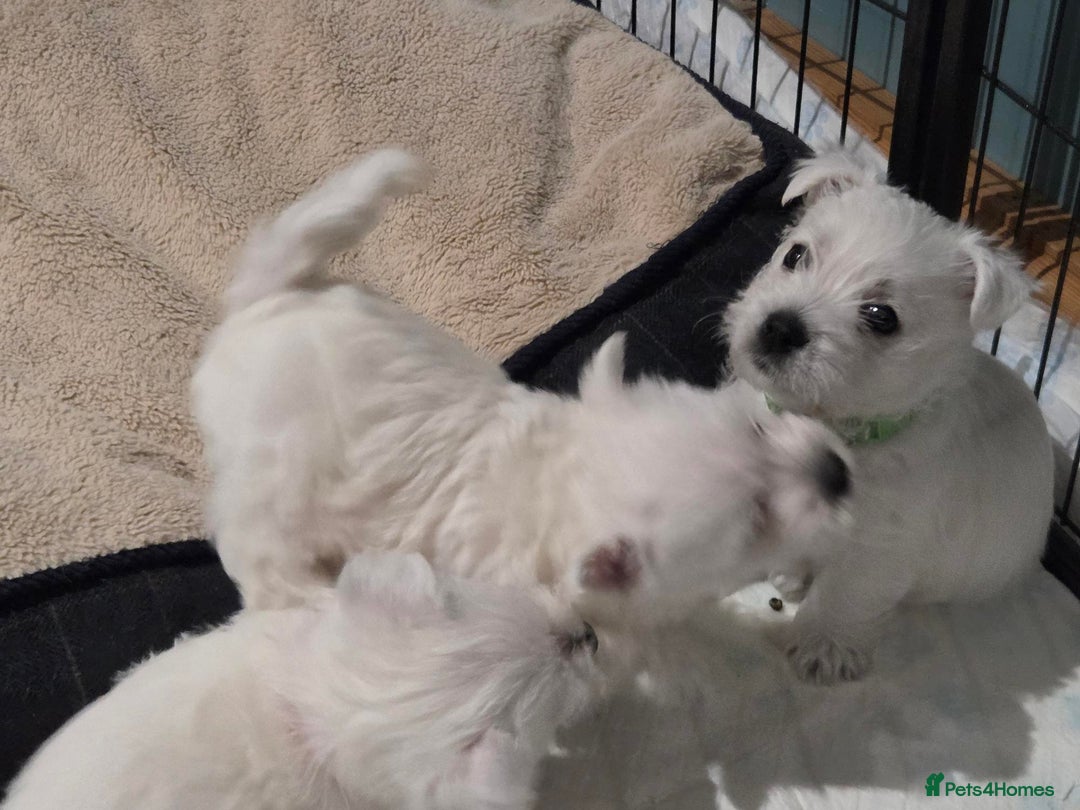 West Highland Terrier dogs for sale: Gorgeous pedigree westies, excellent bloodlines - Image 23