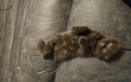 Scottish Fold cats for sale: SF 2 males available  - Image 20