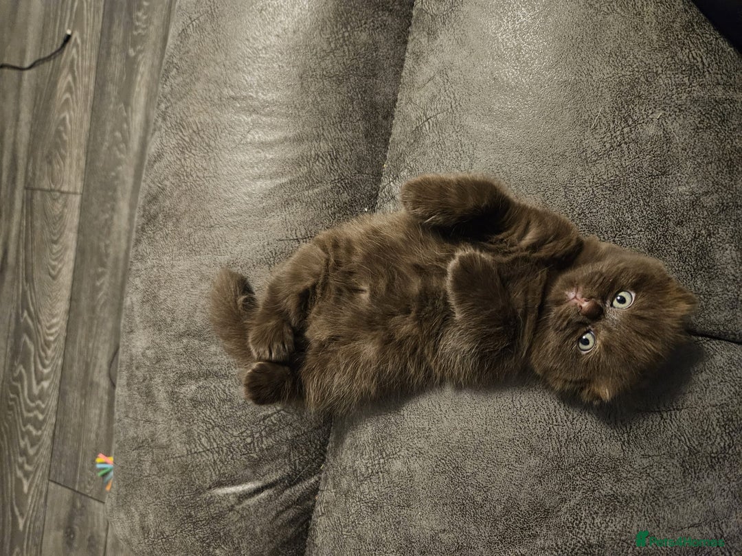 Scottish Fold cats for sale: SF 2 males available  - Image 20