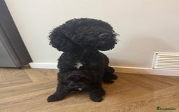 Cockapoo dogs for sale: Gorgeous cockapoo puppies - Image 2
