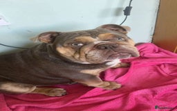 English Bulldog dogs for sale: Female English Bulldog - Image 1