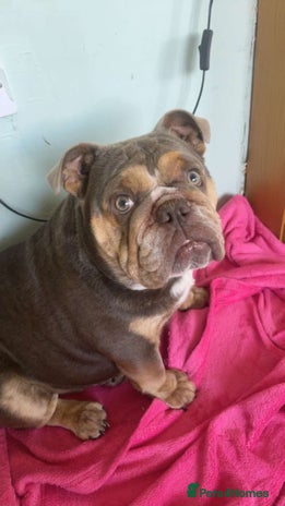 English Bulldog dogs - Advert 8