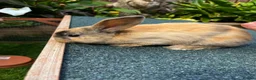 Mini Lop rabbits for sale: Mini lop baby rabbits - Advert 4