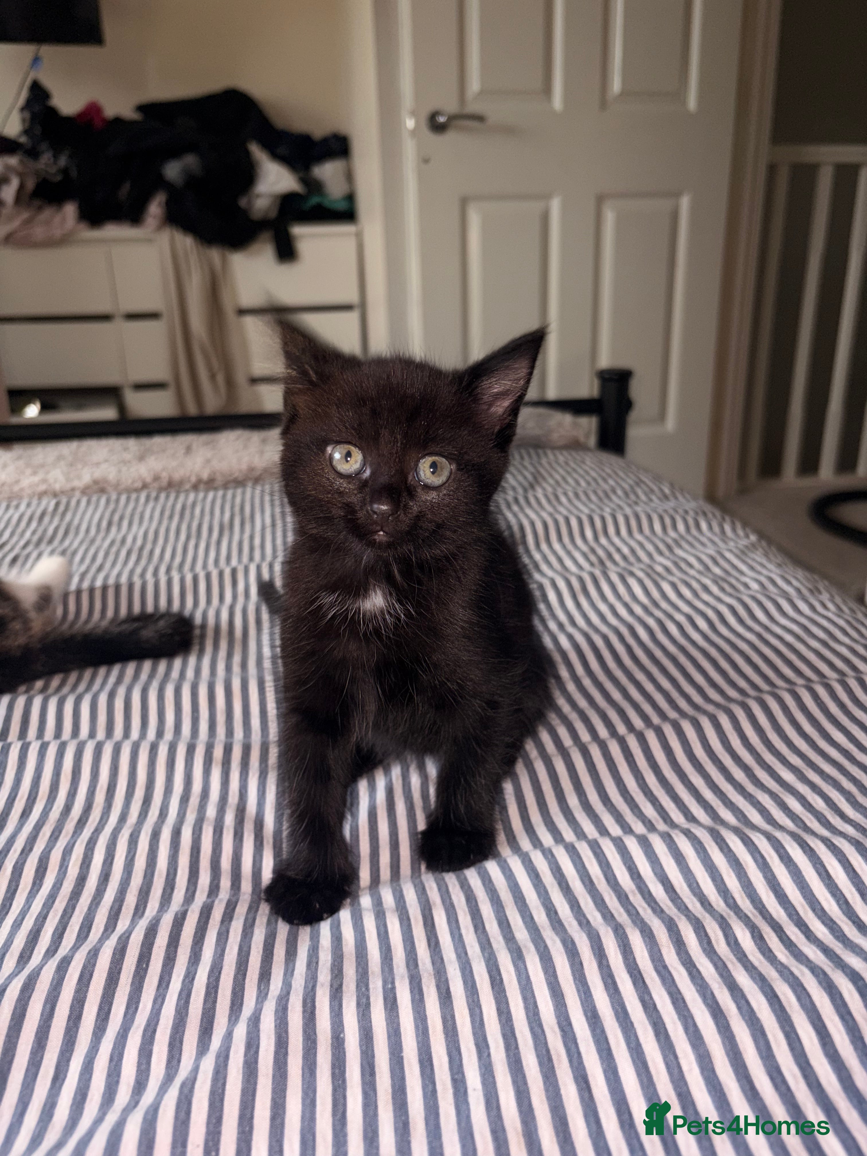 Mixed Breed cats for sale: Kittens for sale. - Advert 12
