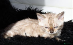 Bengal cats for sale: Stunning bengal kittens - Image 3