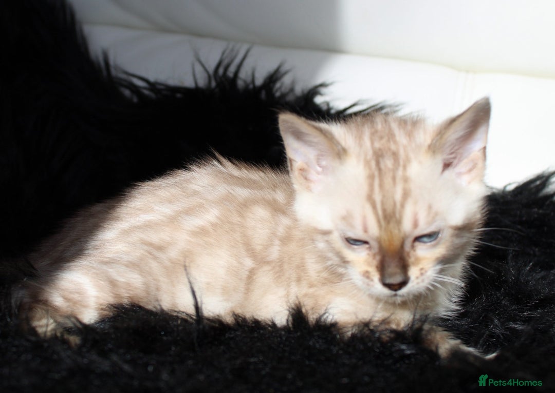 Bengal cats for sale: Stunning bengal kittens - Image 3