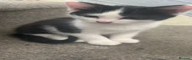 Bombay Kitten 2