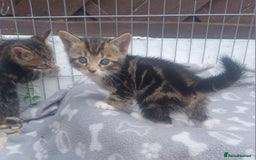 Mixed Breed cats for sale: Gorgeous Bengal x babies **READY NOW** - Image 27