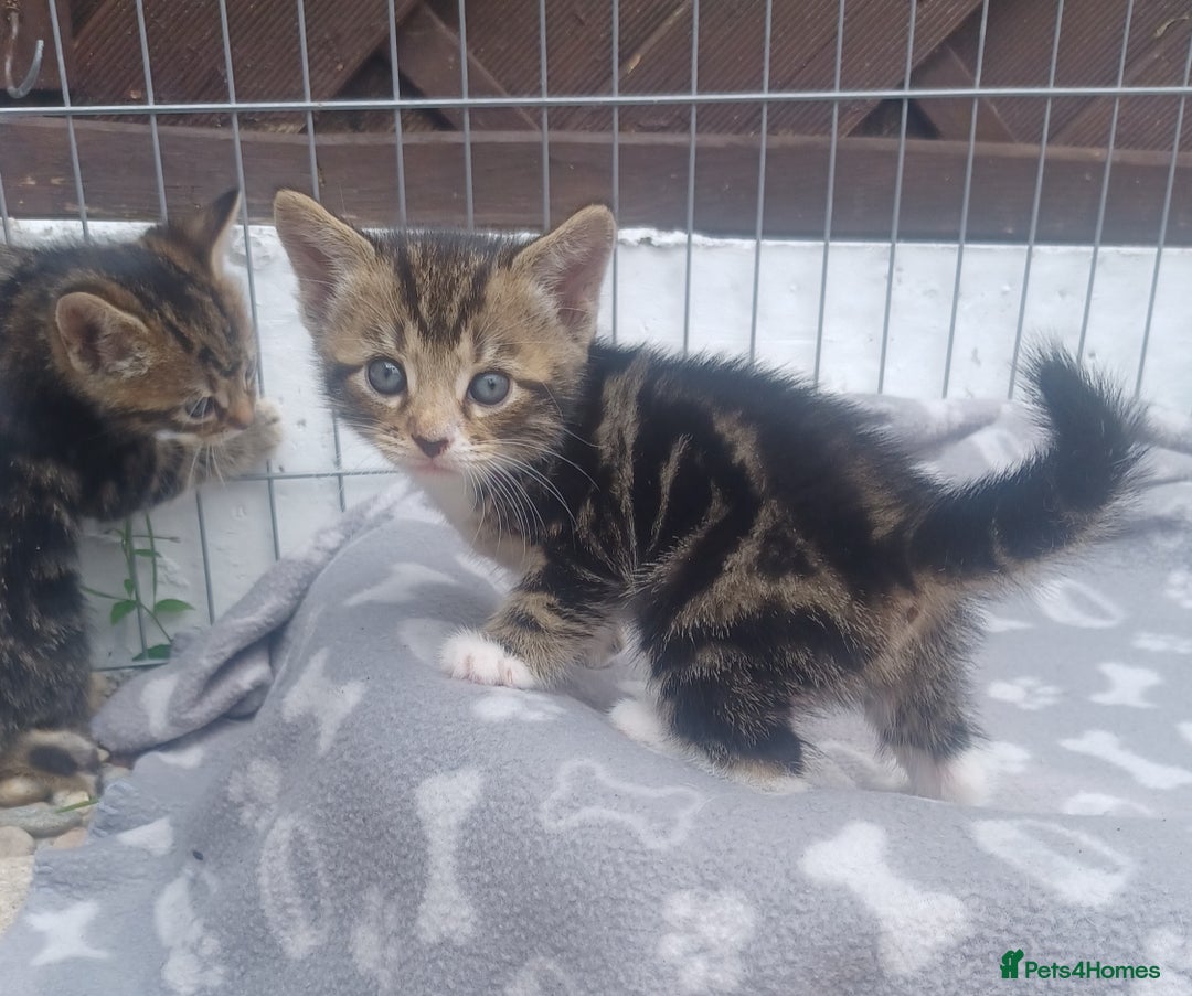 Mixed Breed cats for sale: Gorgeous Bengal x babies **READY NOW** - Image 27