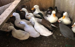 Ducks poultry for sale: Aylesbury Ducks - Image 1