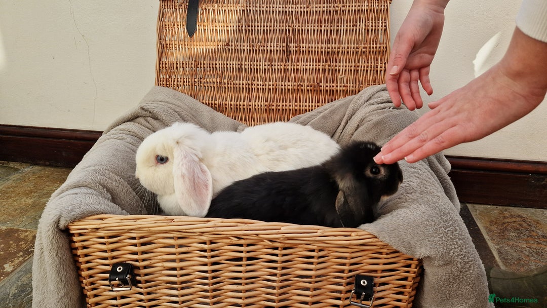 Mini Lop rabbits for sale: 4 x mini lop babies for sale - Advert 9