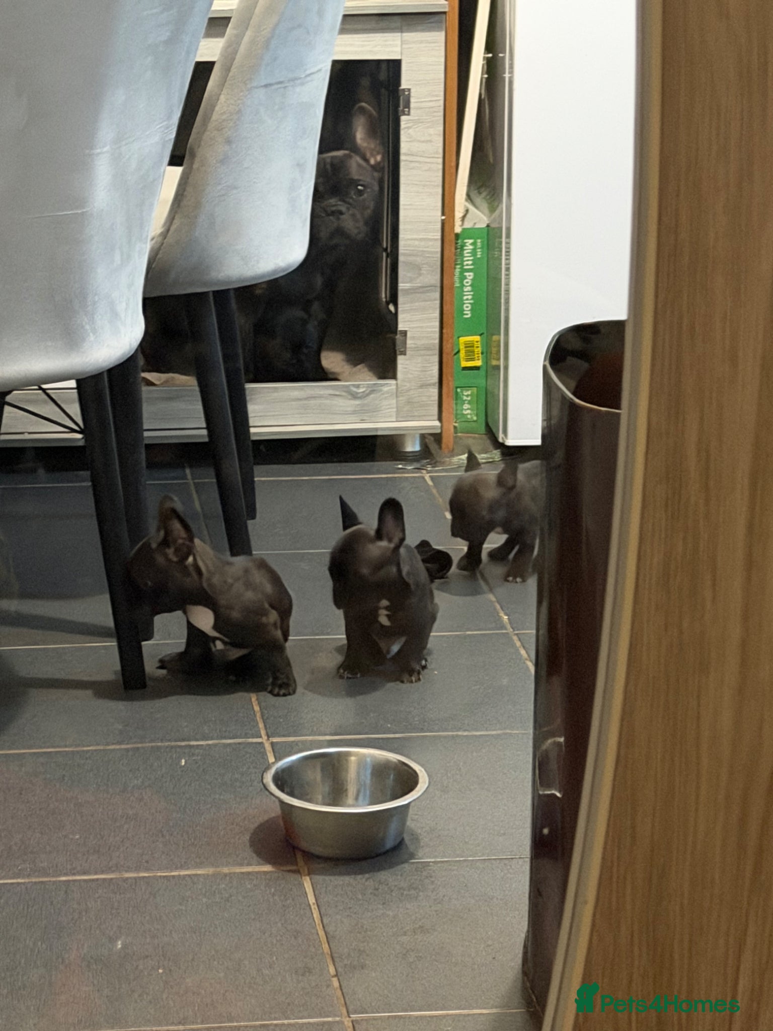 French Bulldog dogs French Bulldogs for sale  - Advert 16