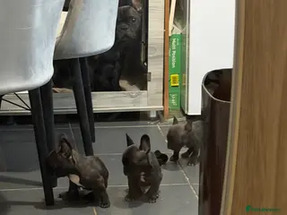 French Bulldog dogs French Bulldogs for sale - Advert 18
