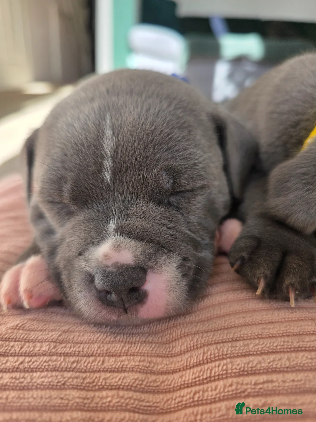 Staffordshire Bull Terrier dogs for sale: 5 blue staffies for sale - Advert 2