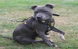 Staffordshire Bull Terrier dogs for sale: For Sale Blue Staffies/ Blue Staffordshire  - Image 3