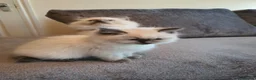 Ragdoll cats for sale: 🐈💕Gorgeous GCCF Blue Point Kittens💕🐈 in Preston - Advert 3