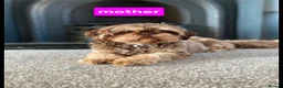 Shih Tzu dogs for sale: 🍫KC REG CHOC & LILAC BABIES🍫 - Advert 11