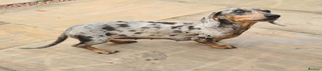 Miniature Dachshund Puppy 1