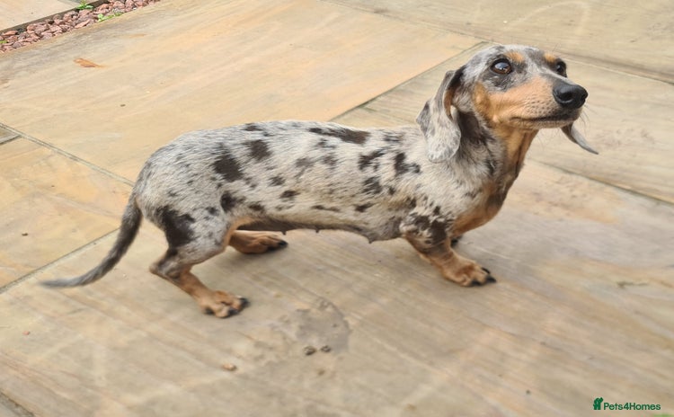 Miniature Dachshund dogs - Advert 1
