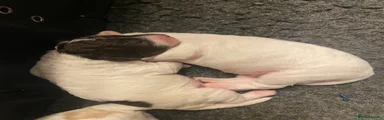 Cockapoo 3