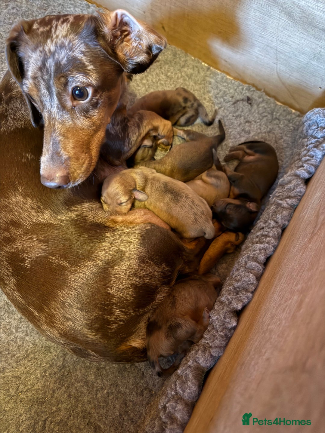 Dachshund dogs for sale: Beautiful dachshund puppies  - Image 2