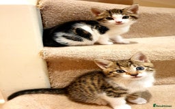 Mixed Breed cats for sale: Adorable trio of kittens  - Image 18