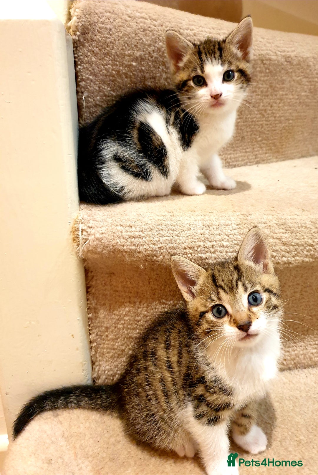 Mixed Breed cats for sale: Adorable trio of kittens  - Image 18