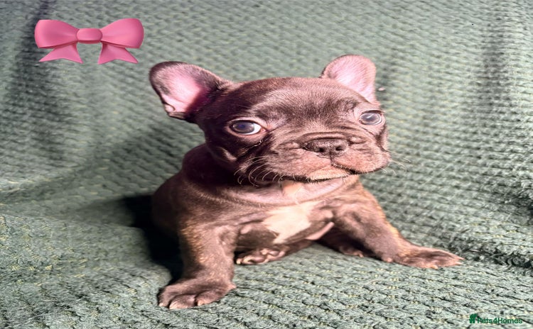 French Bulldog dogs - Advert 1