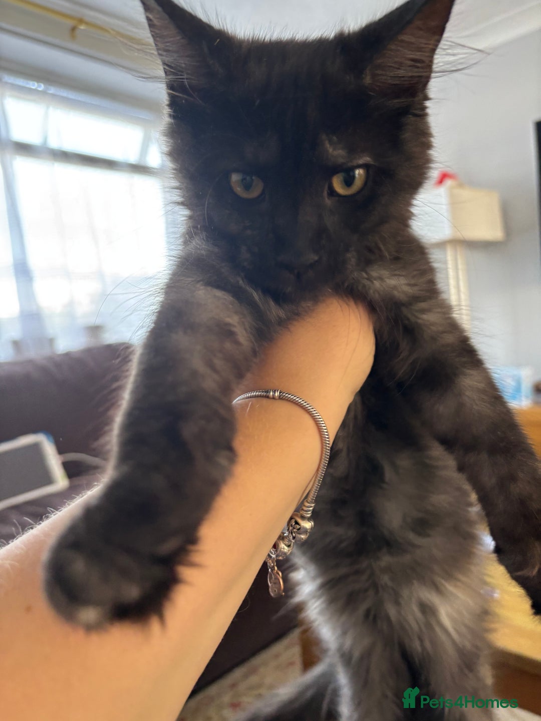 Maine Coon cats for sale: Black Smoke Tortie Maine Coon girl Left in Wickford - Image 8