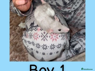 Rat rodents Beautiful baby boy rats looking for forever homes! - Advert 4
