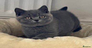 British Shorthair cats - Advert 6